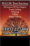 M.G.M. Tree Services