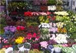 The Flower Stand - London